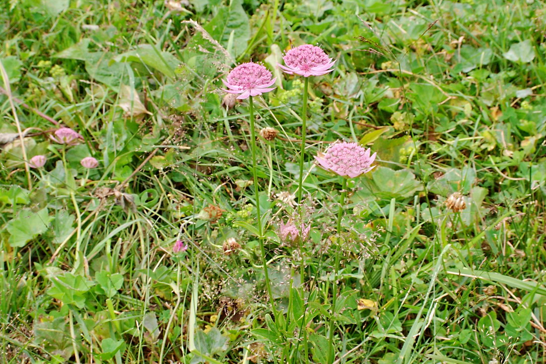 Изображение особи Astrantia maxima.