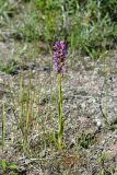 Dactylorhiza incarnata. Цветущее растение. Санкт-Петербург, Кронштадтский р-н, г. Кронштадт, окр. пересечения КАД и Кронштадтского шоссе, на краю луга близ густых ивовых кустов. 21.06.2020.