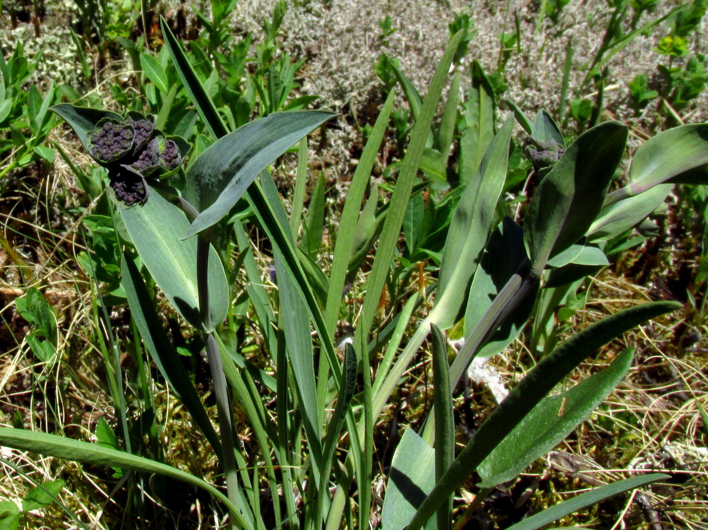 Image of Bupleurum tuschkanczik specimen.