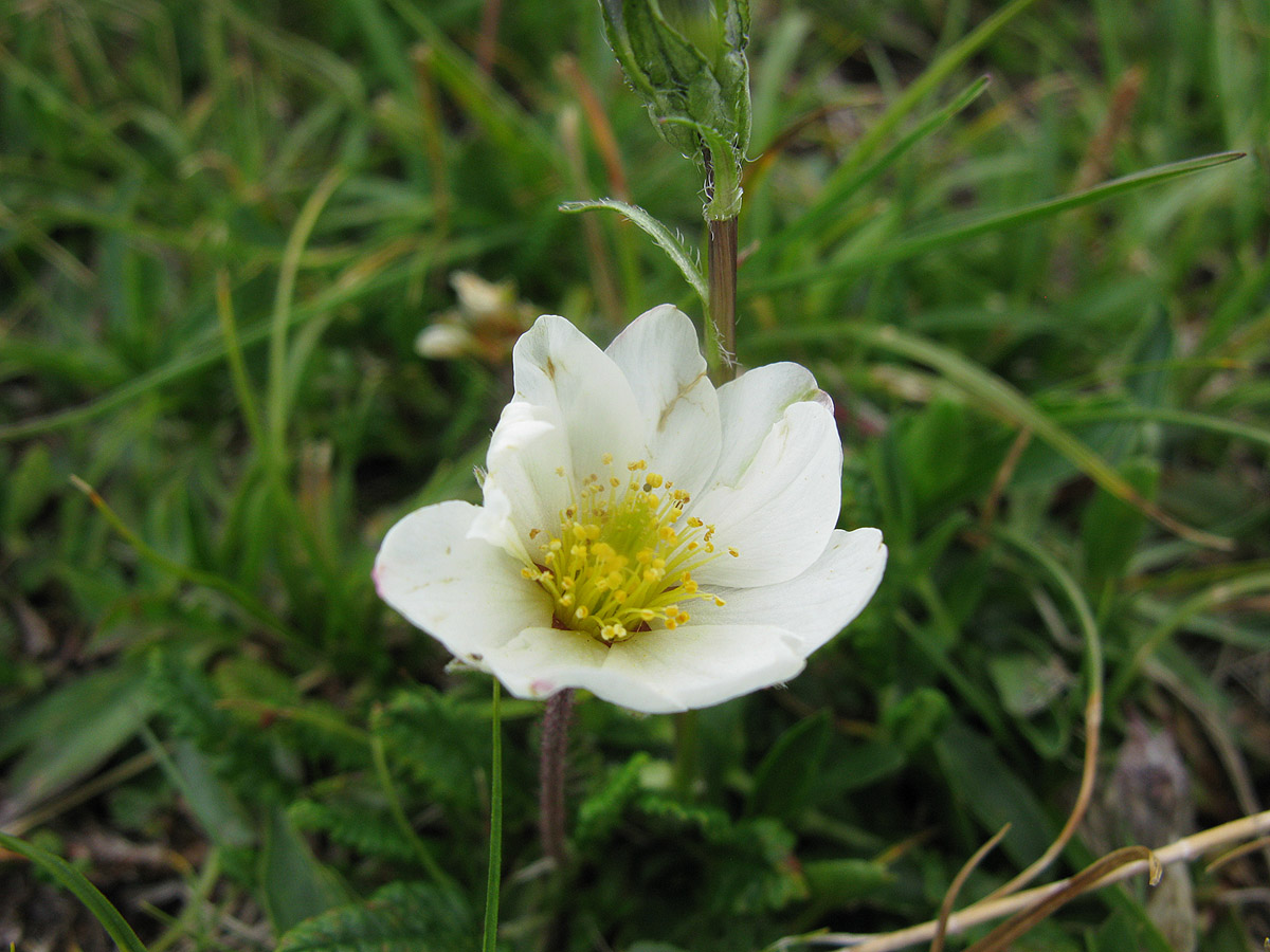 Image of Dryas caucasica specimen.