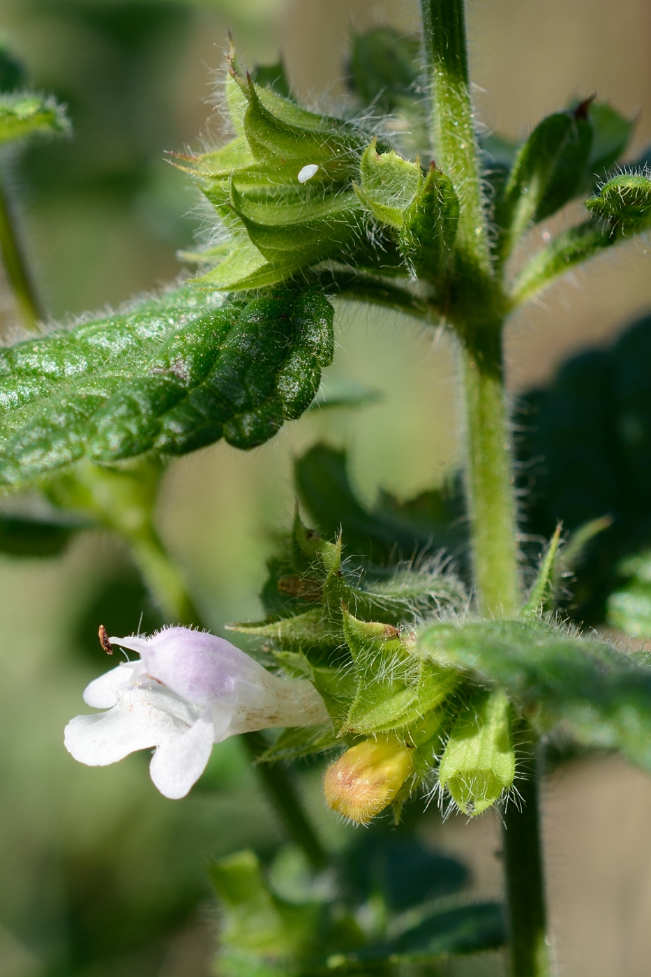 Изображение особи Melissa officinalis.