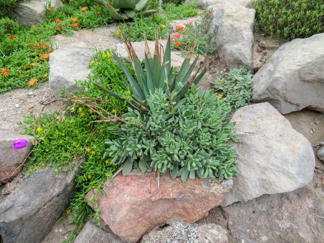 Изображение особи Cistanthe grandiflora.