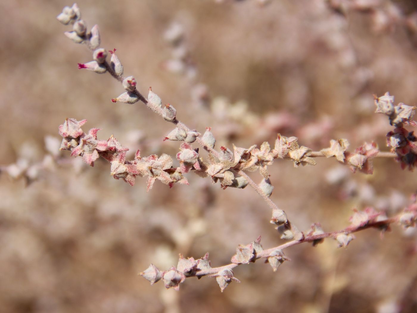 Изображение особи Salsola leptoclada.