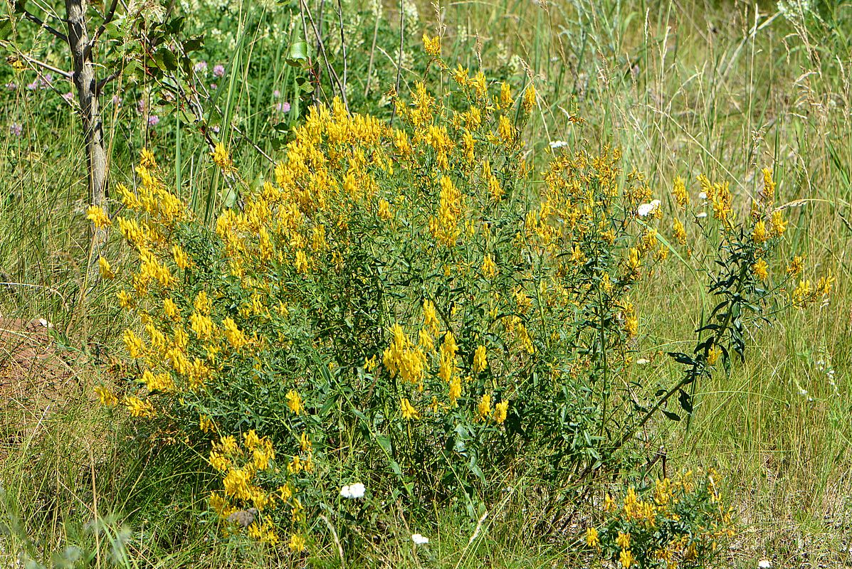 Image of Genista tinctoria specimen.