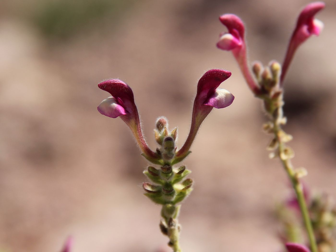 Image of Scutellaria ramosissima specimen.