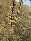 Salsola tragus