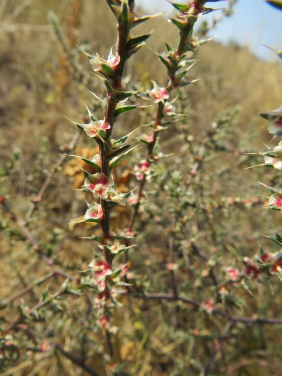 Изображение особи Salsola tragus.