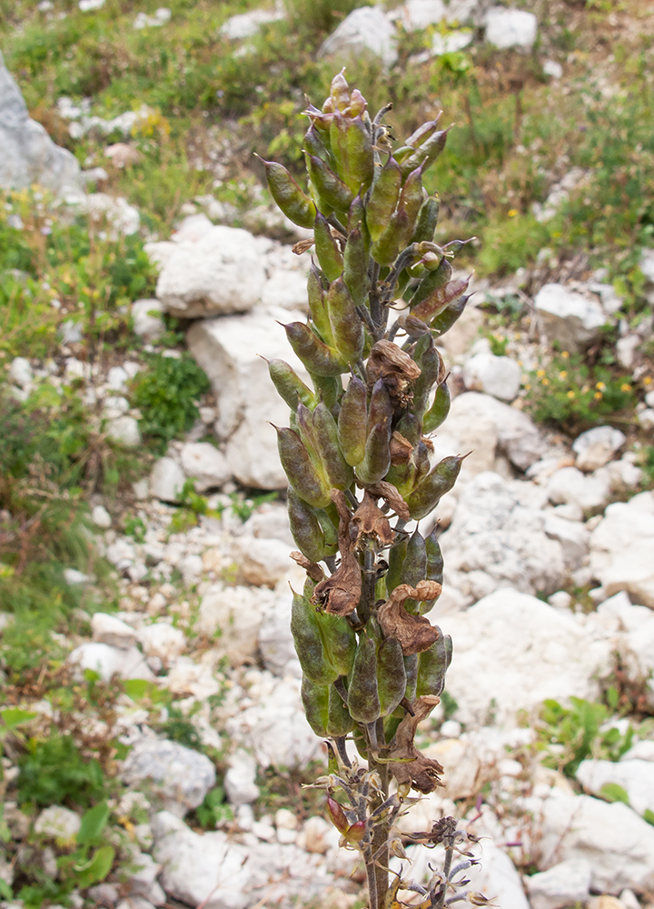 Image of Aconitum orientale specimen.