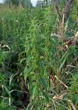 Urtica dioica