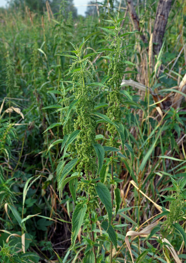 Изображение особи Urtica dioica.