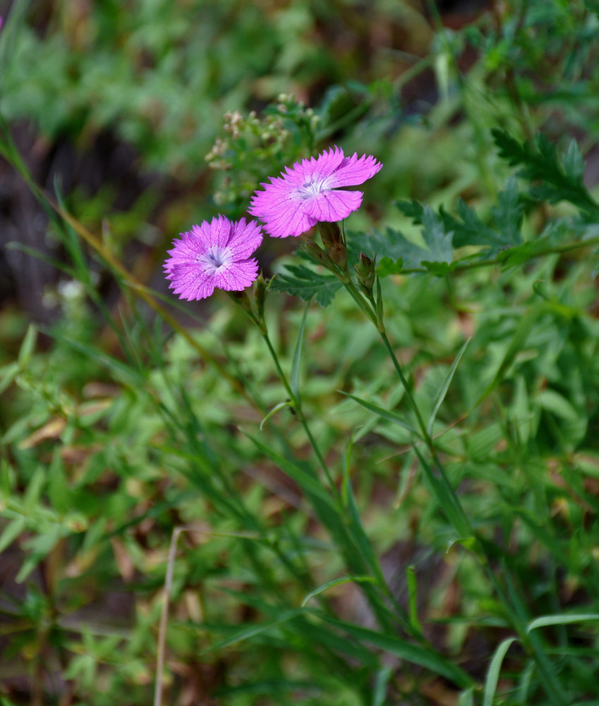 Изображение особи Dianthus fischeri.