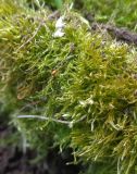 familia Brachytheciaceae