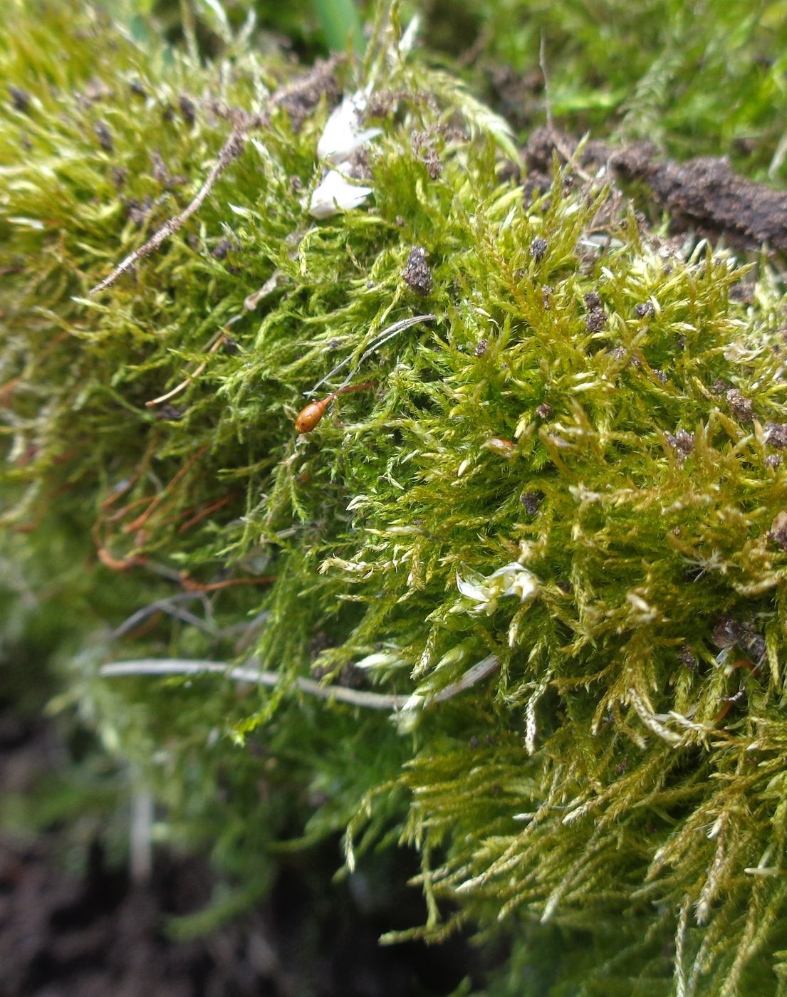 Изображение особи семейство Brachytheciaceae.