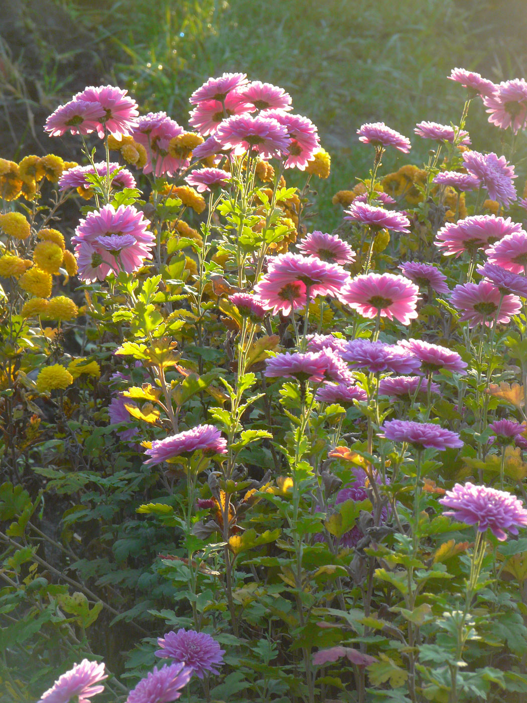 Image of Chrysanthemum indicum specimen.