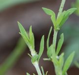 Pollichia campestris. Верхушка побега. Намибия, регион Khomas, ок. 40 км западнее г. Виндхук, \"Eagle Rock Guest Farm\"; плато Khomas, ок. 1900 м н.у.м., саванновое редколесье. 24.02.2020.