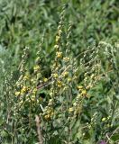 Verbascum lychnitis