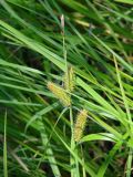 Carex rhynchophysa. Верхушка плодоносящего растения. Иркутская обл., Иркутское вдхр, залив Еловый, заболоченный берег. 20.07.2020.