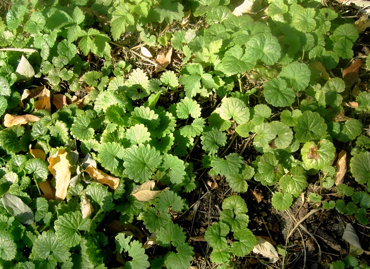 Image of Glechoma hederacea specimen.