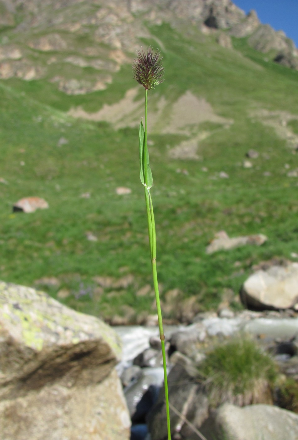 Image of Phleum alpinum specimen.