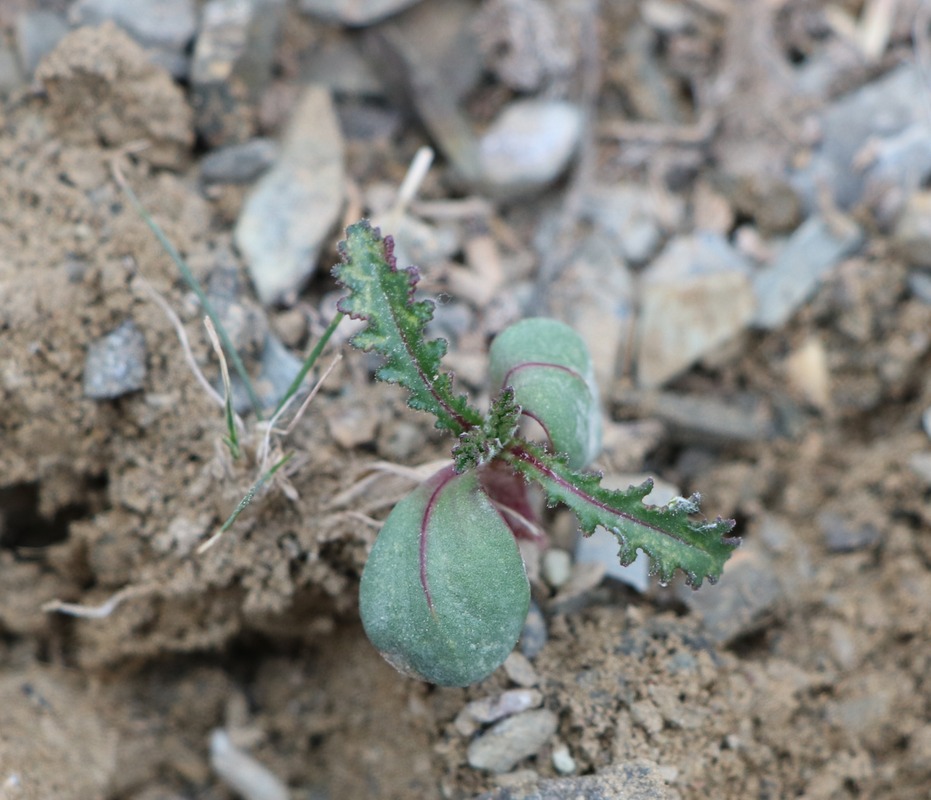 Image of genus Senecio specimen.