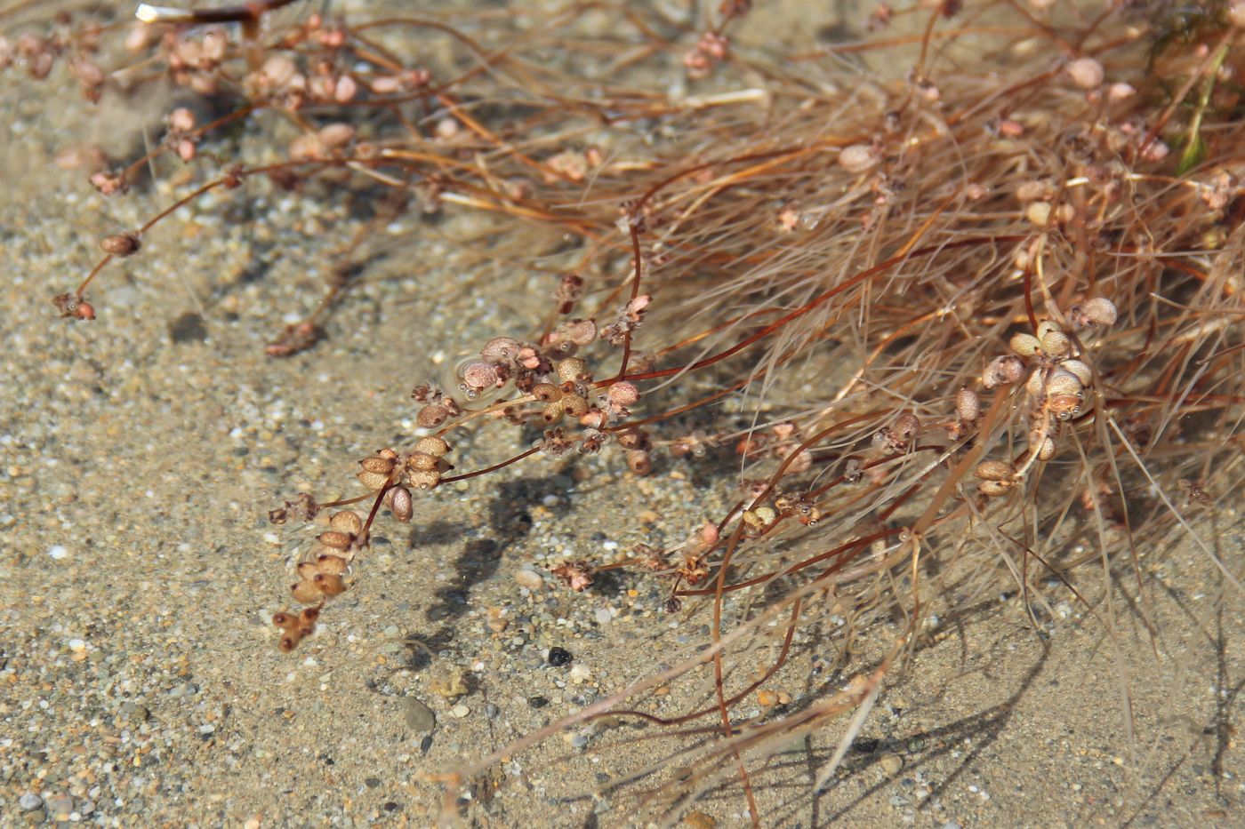 Изображение особи Potamogeton pectinatus.