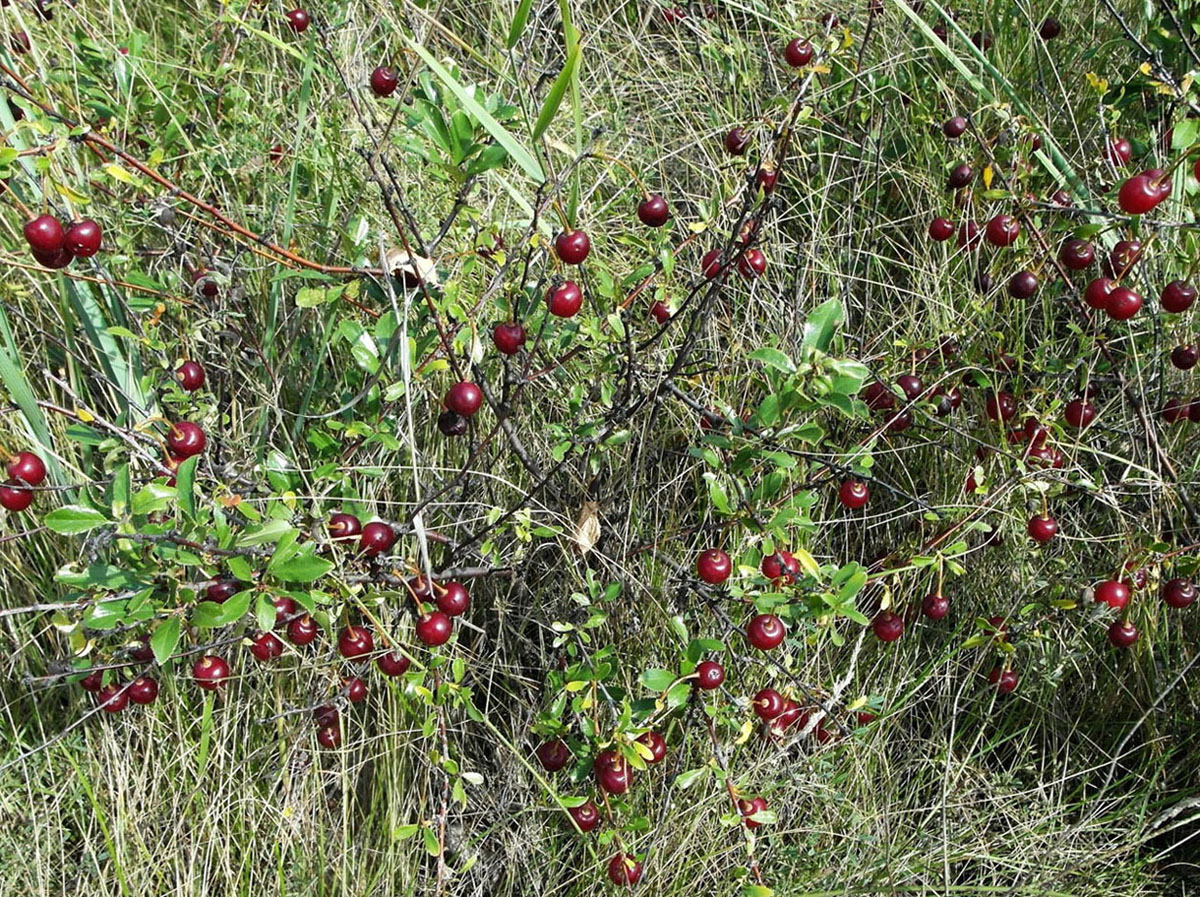 Image of Cerasus fruticosa specimen.