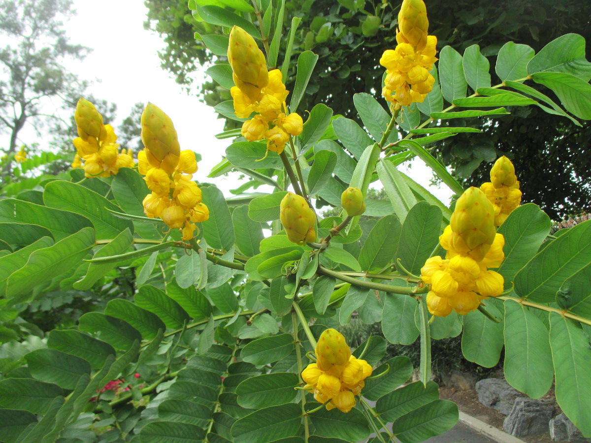 Image of Senna alata specimen.