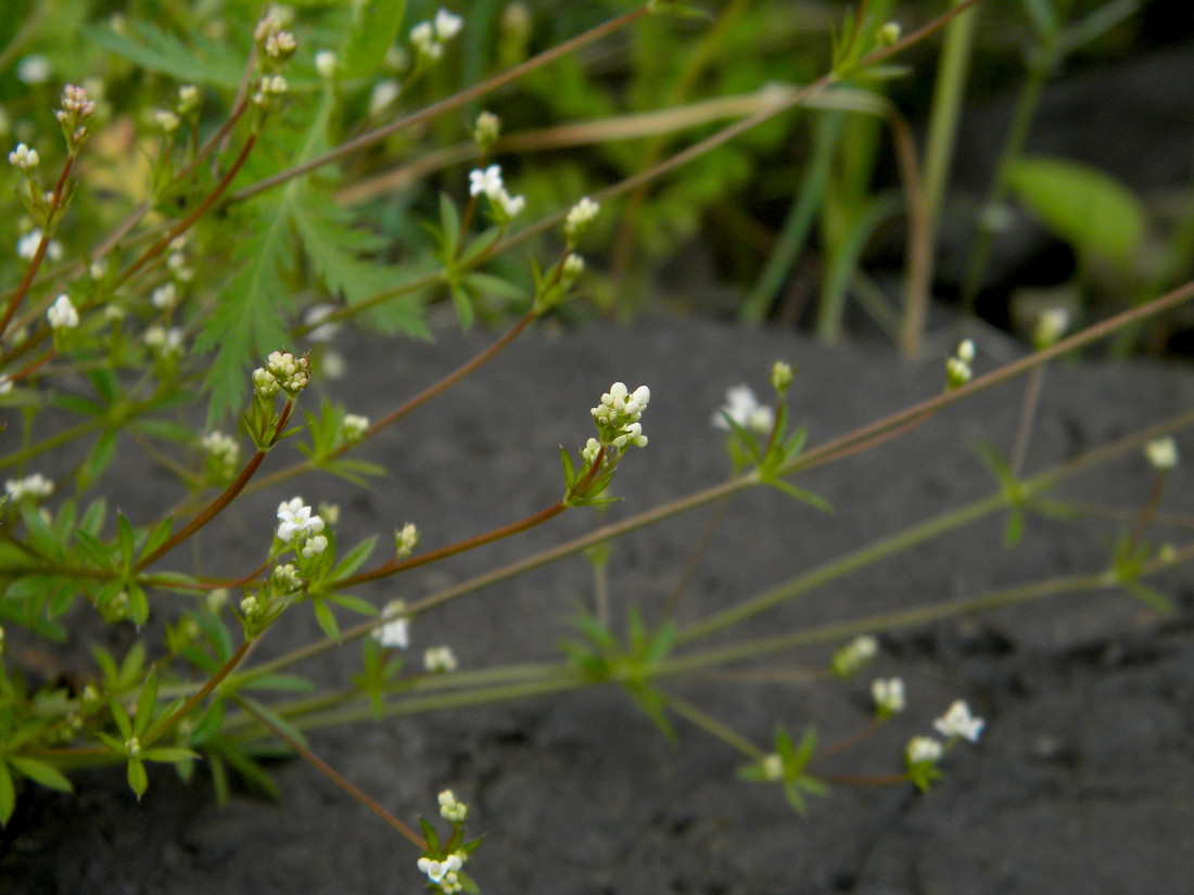 Изображение особи Galium uliginosum.