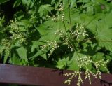 Filipendula camtschatica