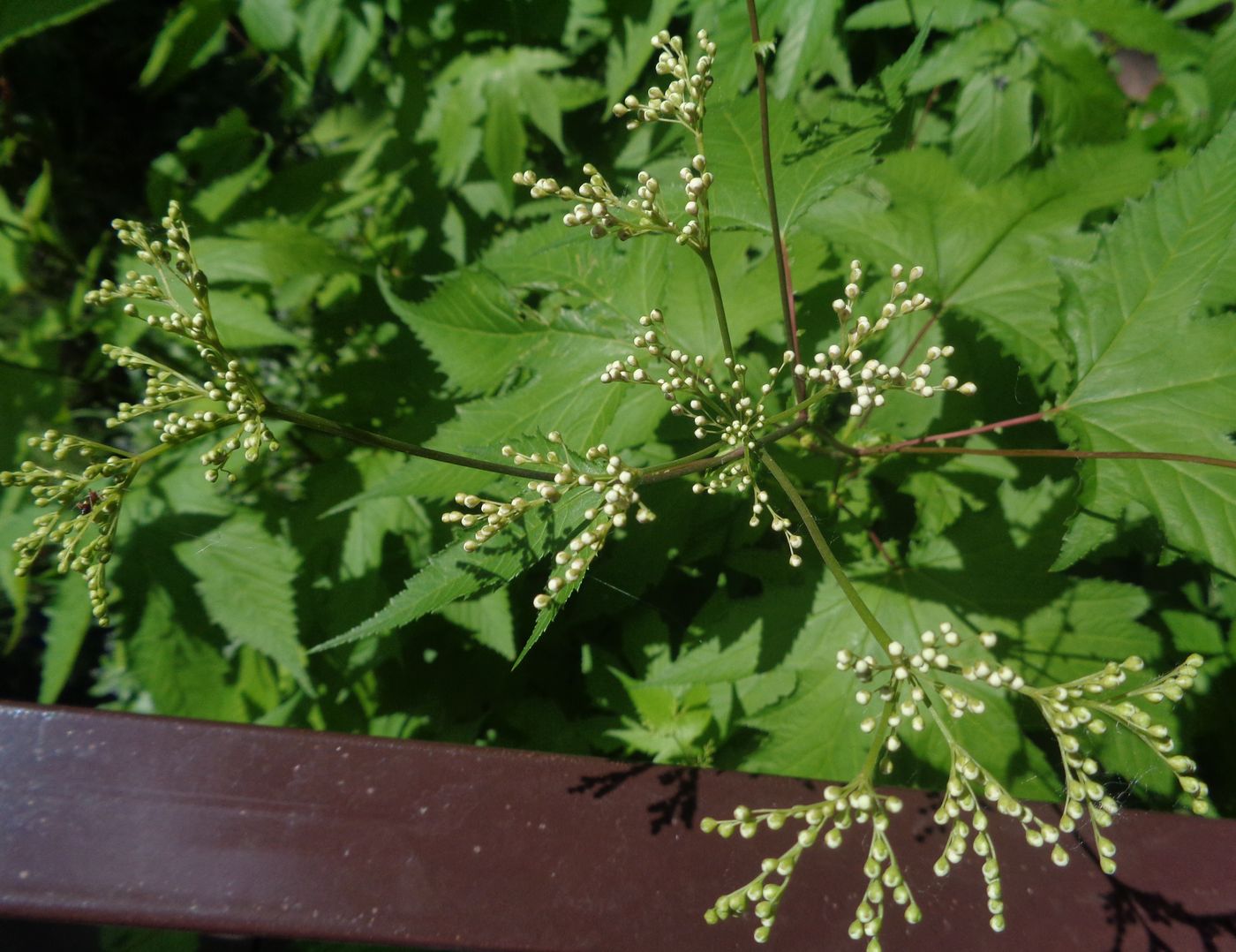 Image of Filipendula camtschatica specimen.