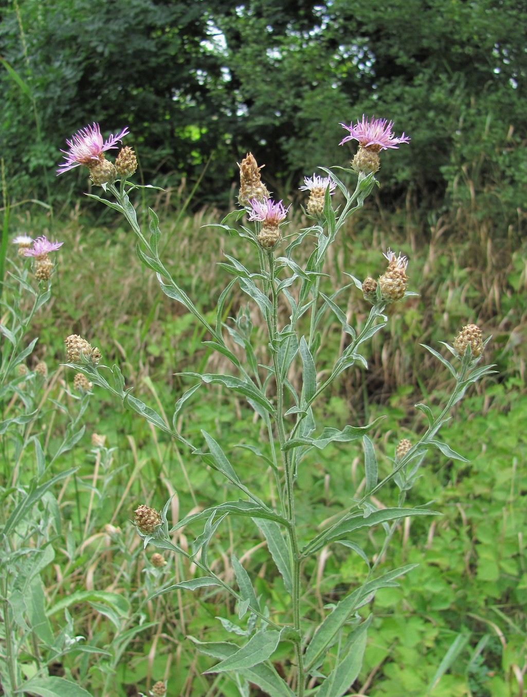 Изображение особи Centaurea jacea ssp. substituta.