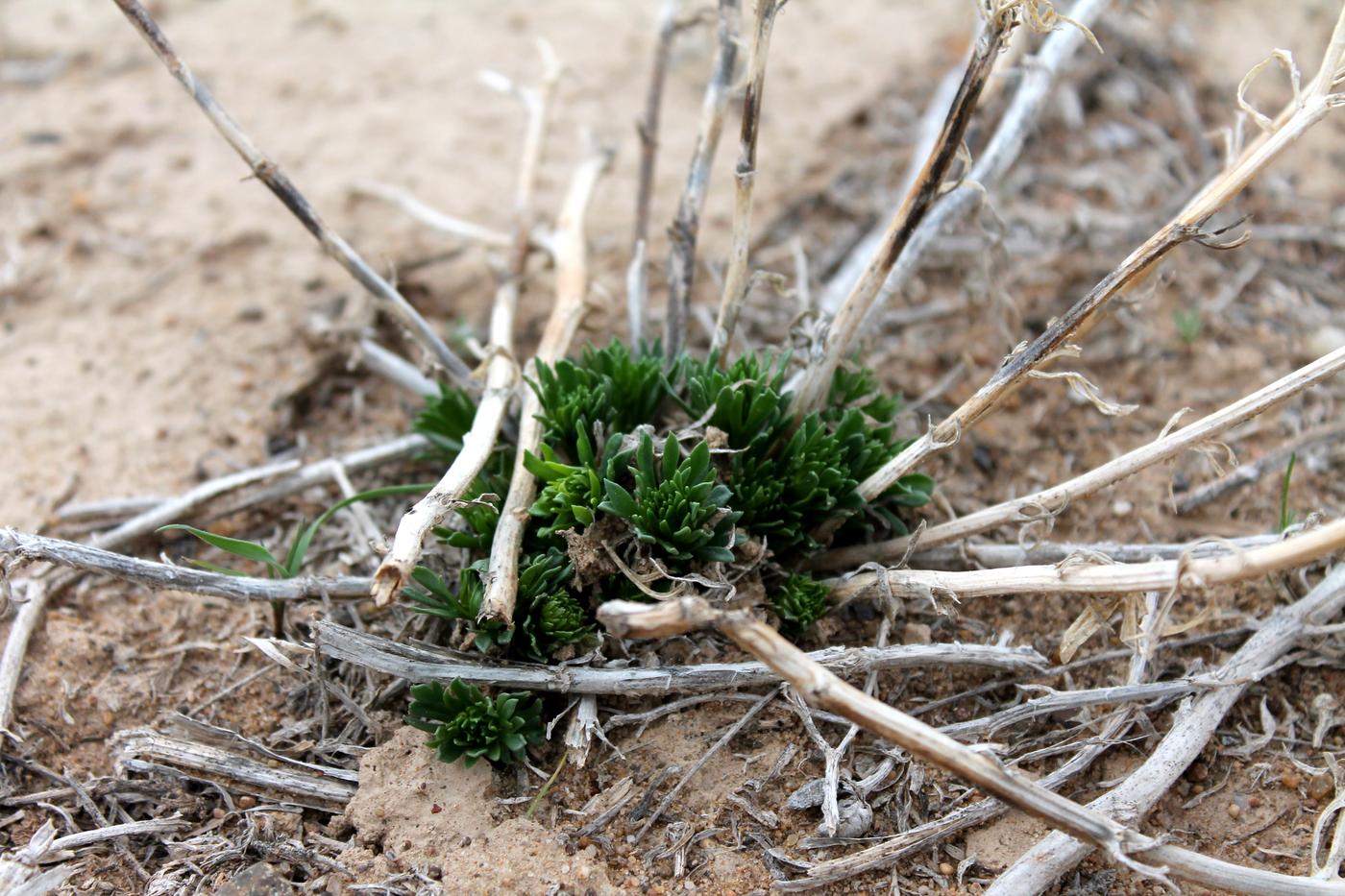 Image of Peganum harmala specimen.