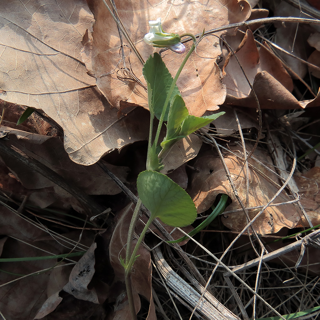 Image of Viola rupestris specimen.