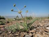 Ferula karataviensis. Бутонизирующее растение. Южный Казахстан, Сырдарьинский Каратау, горы Улькунбурултау, ≈ 750 м н.у.м., платообразный блок с поверхностью из разрушенных известняковых конгломератов. 16 мая 2021 г.