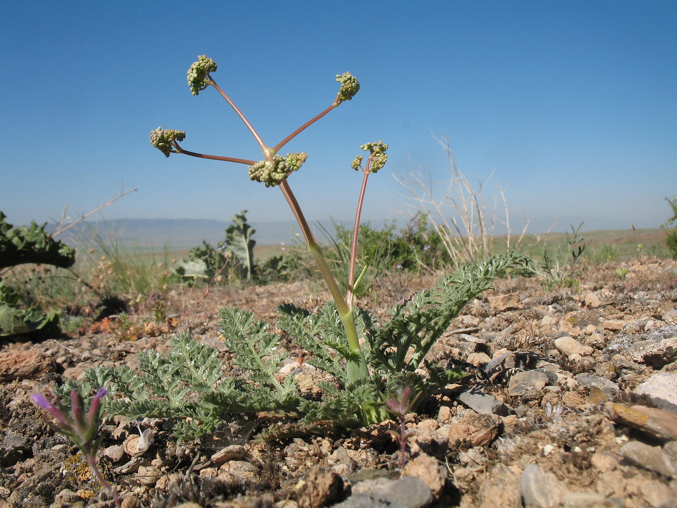 Изображение особи Ferula karataviensis.