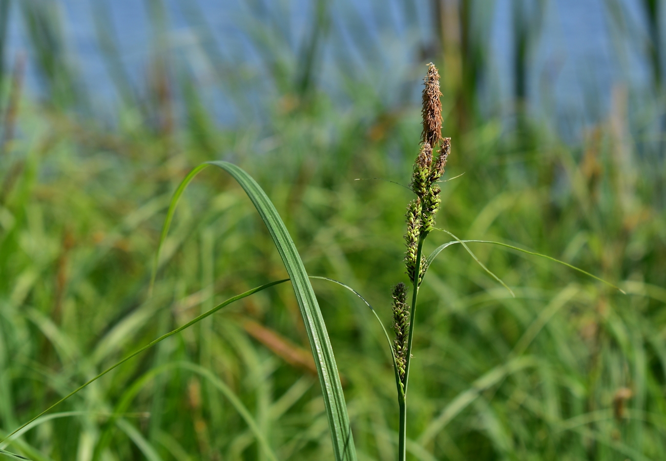 Изображение особи род Carex.