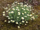 Anthemis ruthenica