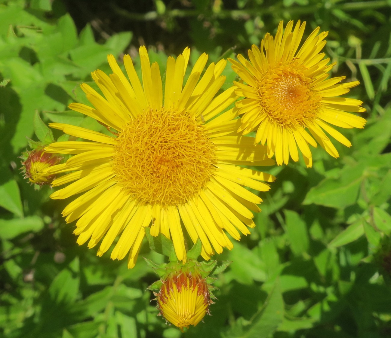 Image of Inula salicina specimen.