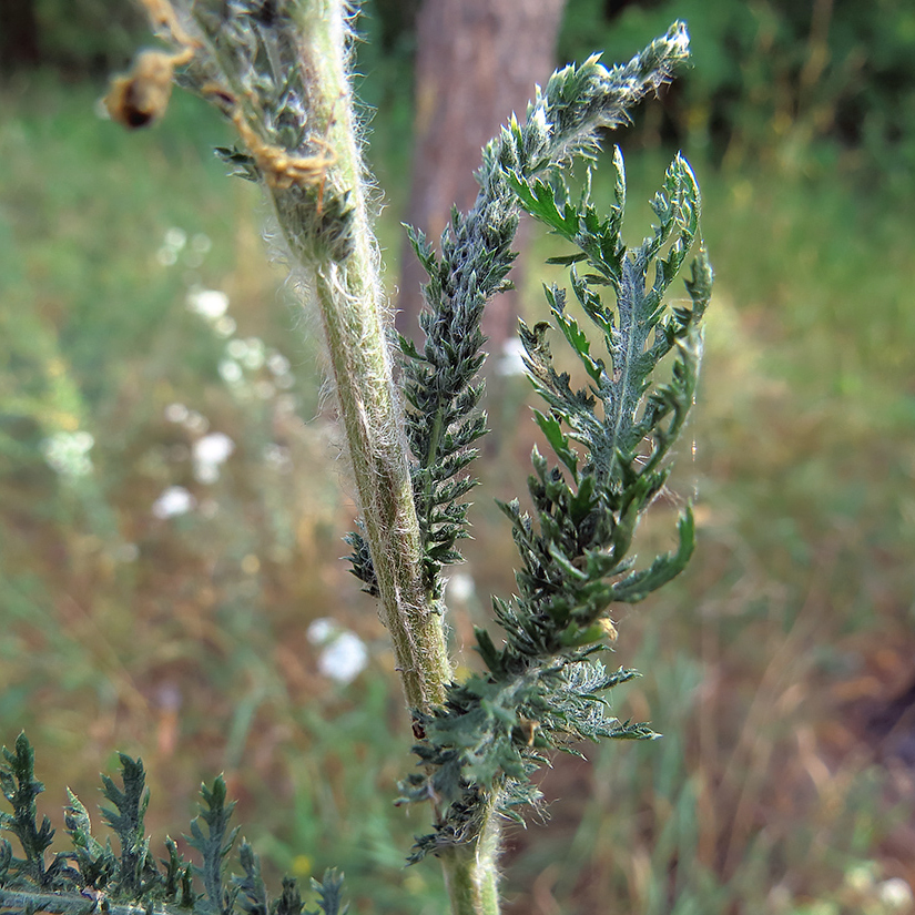 Image of Achillea setacea specimen.