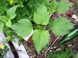 Cyclachaena xanthiifolia