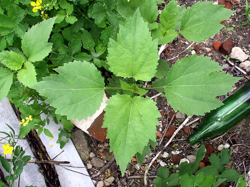 Image of Cyclachaena xanthiifolia specimen.