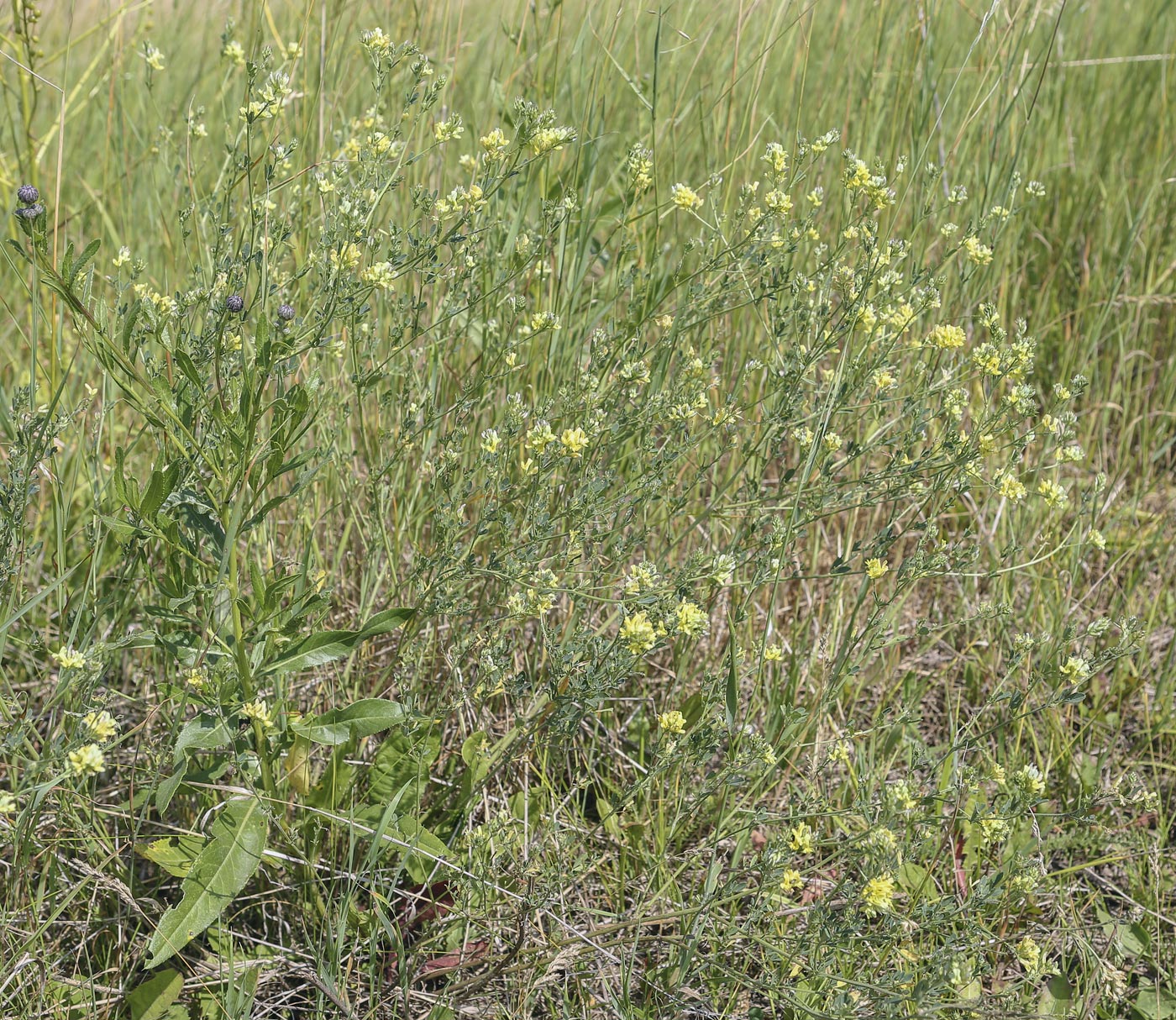 Image of Medicago × varia specimen.