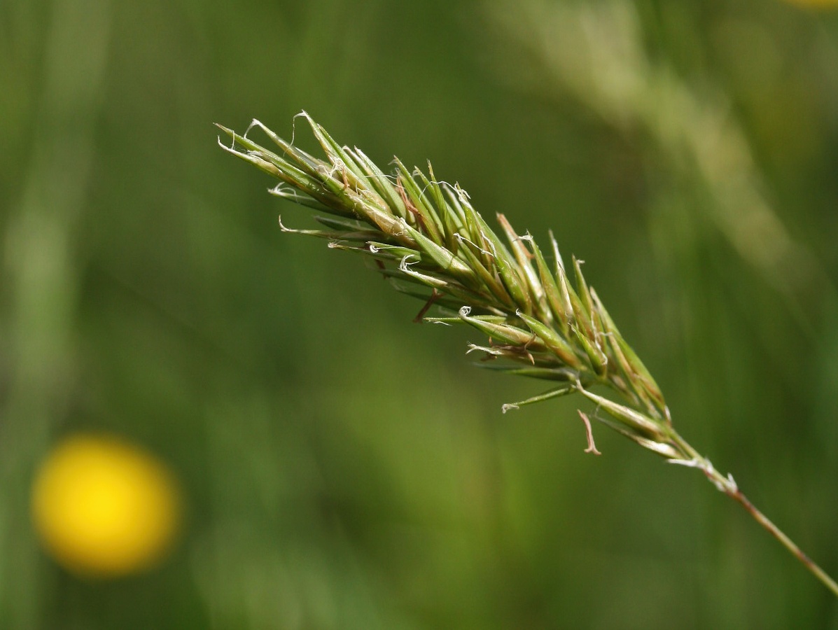 Image of Anthoxanthum odoratum specimen.