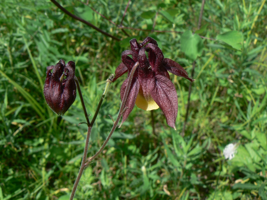 Изображение особи Aquilegia oxysepala.