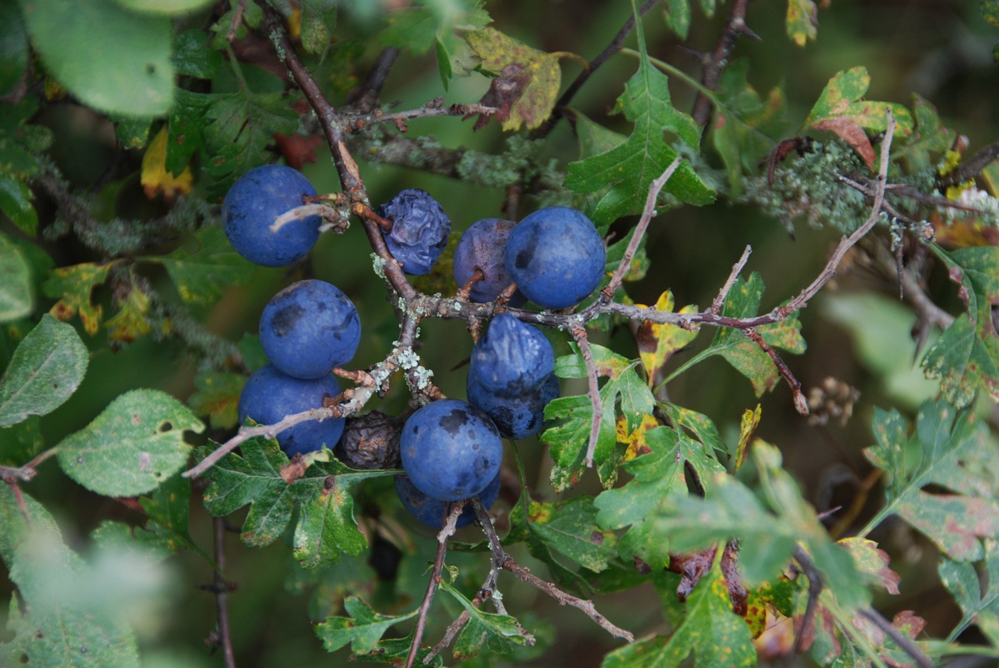 Image of Prunus spinosa specimen.