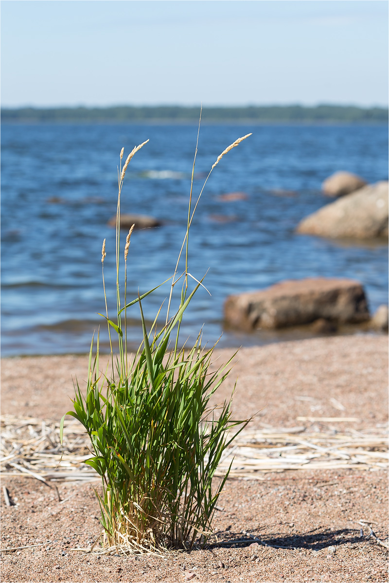 Изображение особи Phalaroides arundinacea.