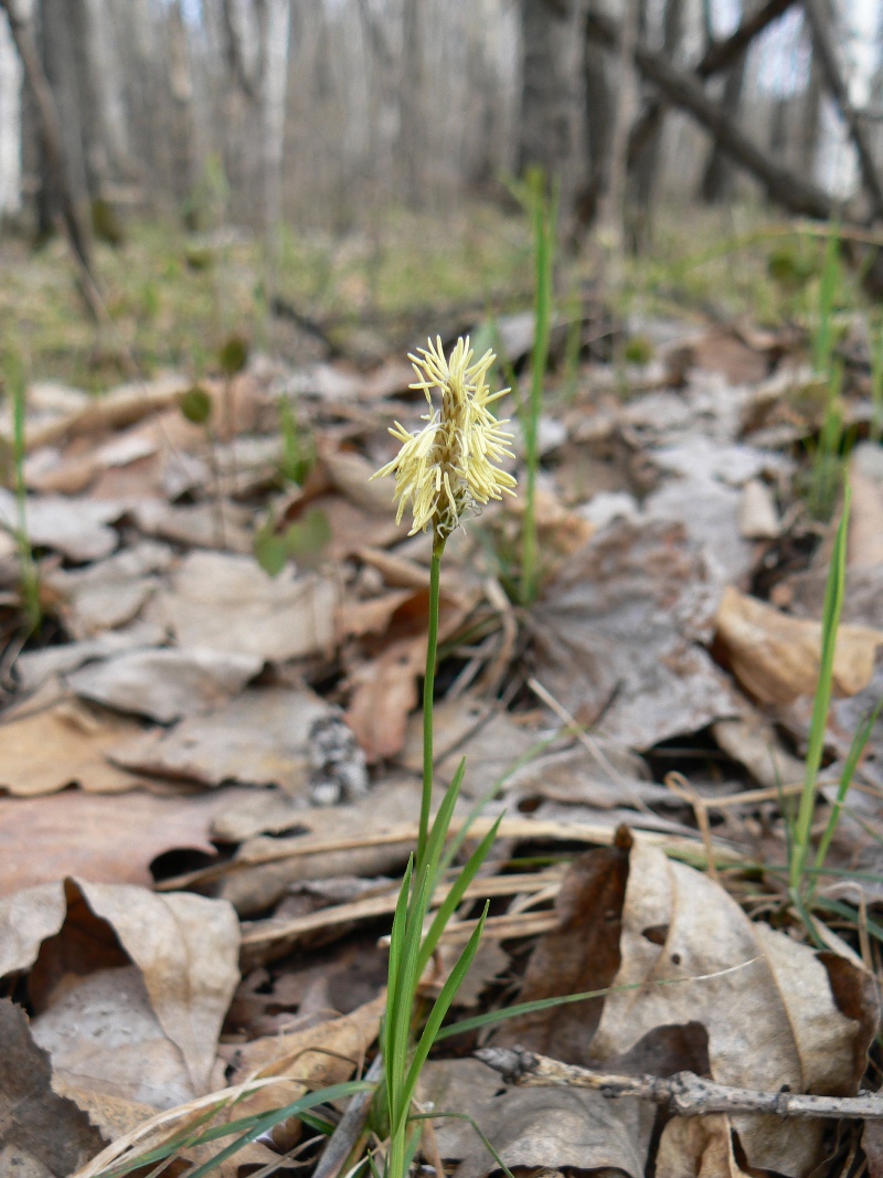 Image of genus Carex specimen.