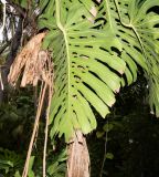 Monstera deliciosa