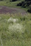 Crambe orientalis