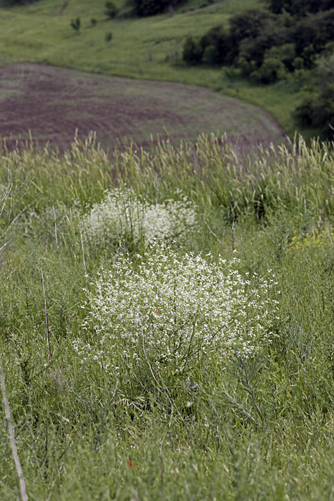 Изображение особи Crambe orientalis.